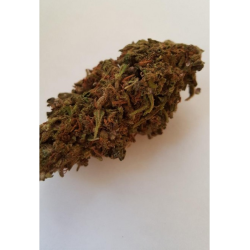 purple haze