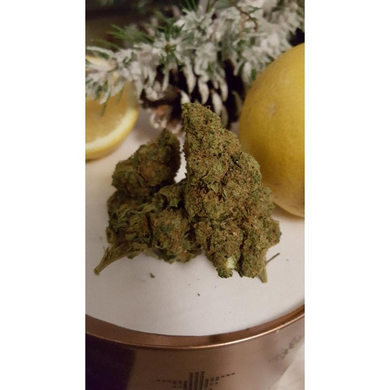 lemon skunk