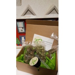 pack decouverte CBG: resine & fleurs