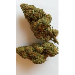 lemon skunk