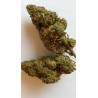 lemon skunk