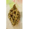 White Widow CBG