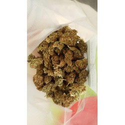 berry haze