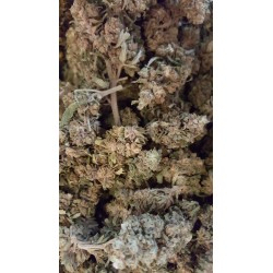 jack herer cbg