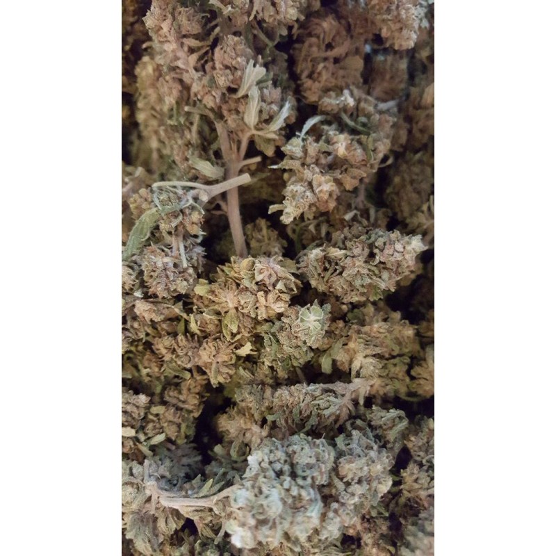jack herer cbg