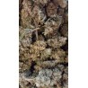 jack herer cbg