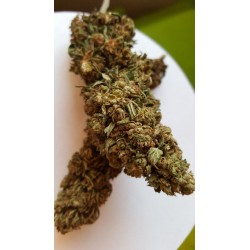 jack herer cbg