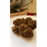 OG KUSH XL