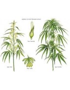 Fleurs bio de cannabis
